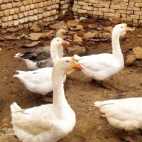 تخم نطفه دار قوغاز قبقب دار گوشتی|حیوانات مزرعه|نیشابور, دارایی|دیوار