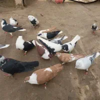 چپ ساده افغانی|پرنده|مشهد, رضاییه|دیوار