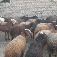 گوسفند داشتی