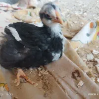 جوجه گلین-کوردی-محلی