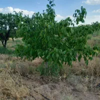 ۲۰۰۰ متر  باغ گردو و بادام در شوراب صغیر|فروش زمین و ملک کلنگی|اصفهان, کوی امام|دیوار