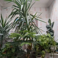 فروش گل|گل و گیاه طبیعی|لالجین, |دیوار