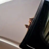 سمند بیرنگ مدل ۹۰|خودرو سواری و وانت|ساری, |دیوار