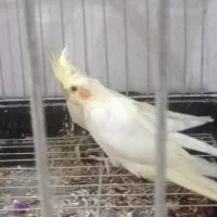 عروس علندی|پرنده|آبدانان, |دیوار