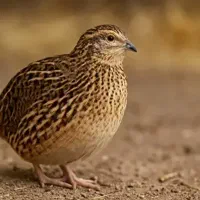 بلدر چین تخم گذار نر وماده وکرچ شو