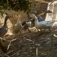 غاز