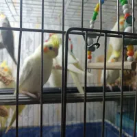 عروس هلندی آلبینو نر ولوتینو مولد وتکی|پرنده|بندرعباس, |دیوار