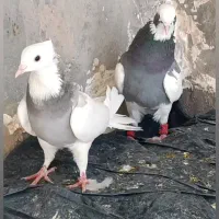 طوقی سبز و شاهزده و سیاه