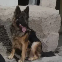 ژرمن نر
