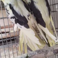 عروس هلندی دوکت|پرنده|گرگان, |دیوار