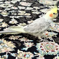 عروس هلندی ماده