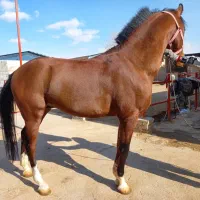 اسب دوسر وارداتی نریون کورسی|اسب و تجهیزات اسب‌سواری|اشکذر, |دیوار