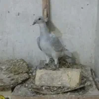 کبوتر خط سفید دورنگ