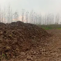 خاک مرغوب باغی|خدمات باغبانی و درختکاری|سنگر, |دیوار