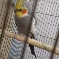 عروس هلندی|پرنده|بروجرد, |دیوار