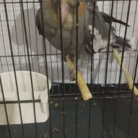 ۳عددعروس هلندی|پرنده|قم, انسجام|دیوار