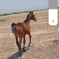 کره اسب عرب