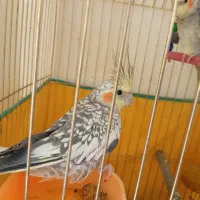 عروس هلندی نر و ماده سخنگو معاوضه با انگشتر