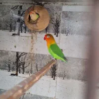 طوطی برزیلی