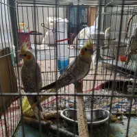 عروس هلندی جوجه وبالق