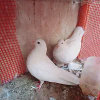 سگ کفتر کبوتر|سگ|یزد, |دیوار