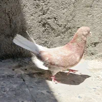 کبوتر|پرنده|کوهدشت, |دیوار