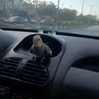 طوطی عروس هلندی گمشده|پرنده|بجنورد, |دیوار