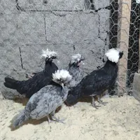 مرغ خروس لهستانی|حیوانات مزرعه|رشت, بلوار گیلان|دیوار
