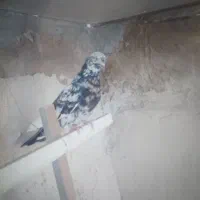 کبوتر
