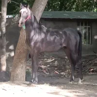 اسب سه ساله نوه کامران قدیری