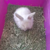 خرگوش کوچولولپ|موش و خرگوش|فومن, |دیوار