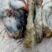 کله بره کوچک|حیوانات مزرعه|قم, سراجه (۱۵ خرداد)|دیوار