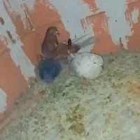 کبوتر|پرنده|گرگان, |دیوار