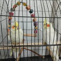 عروس هلندی