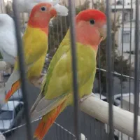 لاوبرد اوپال