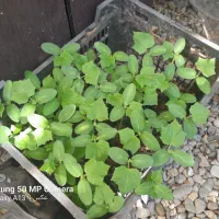 نشا کدو حلوایی وخیارمتری و کدو خورشتی