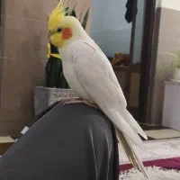 عروس هلندی سخنگو و دستی گمشده