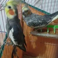عروس هلندی