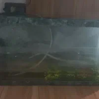 تنگ یا آکواریوم ماهی