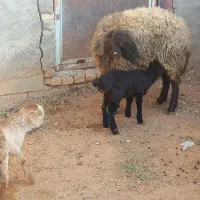 میش بره دار شیشک|حیوانات مزرعه|بجنورد, |دیوار