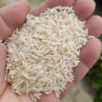 برنج هاشمی درجه یک عطری خوش خوراک