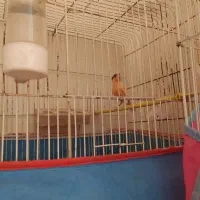 فروش قناری موزاییکی|پرنده|تربت‌حیدریه, قاسم آباد|دیوار