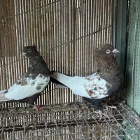 کفتر کبوتر رنگی|پرنده|شیراز, شهرک گلستان|دیوار