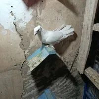 کبوتر رنگی|پرنده|کارون, |دیوار