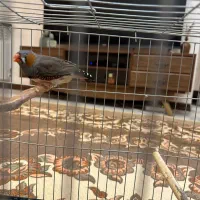 فروش فنج سایز بزرگ نر بالغ