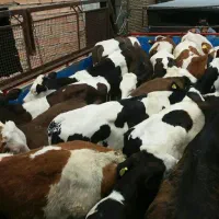 خرید و فروش گوساله های سیمینتال