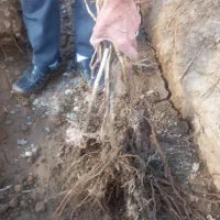 بوته انگور|گل و گیاه طبیعی|اسفرورین, |دیوار