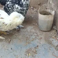 سلطانی|حیوانات مزرعه|منجیل, |دیوار