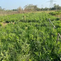 یاس سطل ۱۰ریشه پرس|خدمات باغبانی و درختکاری|لنگرود, |دیوار