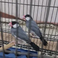 فروش یک جفت فنچ مصری|پرنده|جهرم, |دیوار